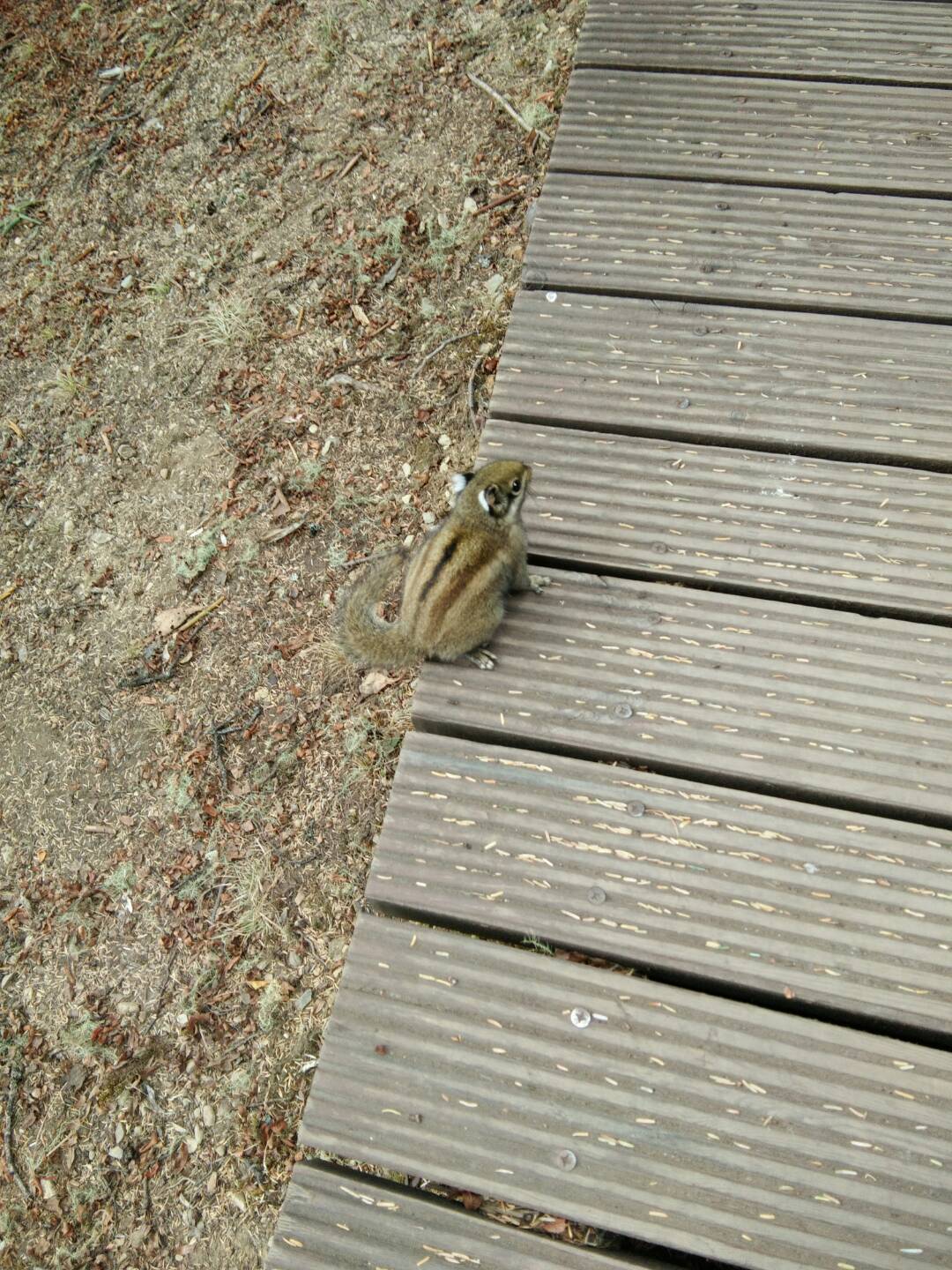 普達(dá)措國(guó)家公園中小松鼠